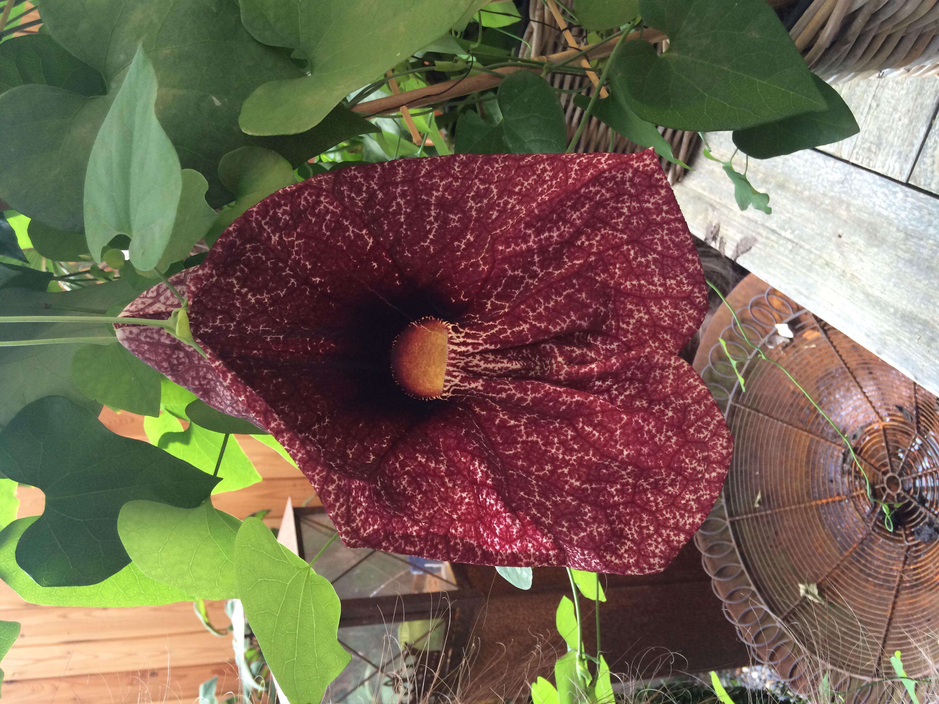 Could Aristolochia Grandiflora Be The Key To Your Well Being? - de8vwsq